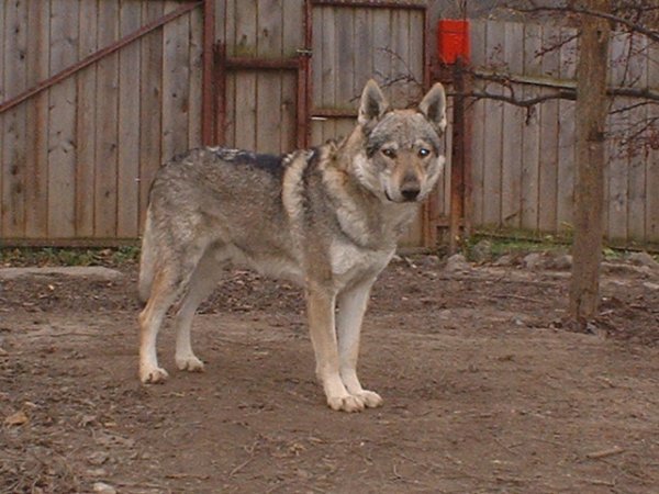 Fallko Kollárov dvor | Czechoslovakian Wolfdog 