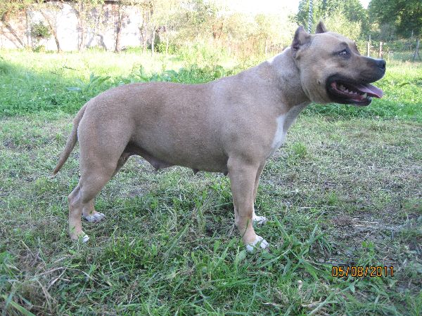 Dok'S pride beyound all price | American Staffordshire Terrier 