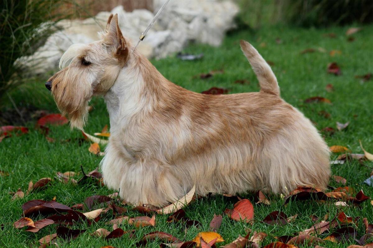 New Mcmonique Macmillan | Scottish Terrier 