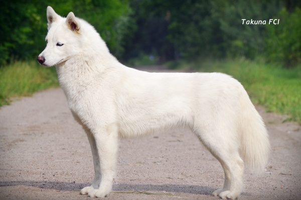 Takuna MISJA | Siberian Husky 