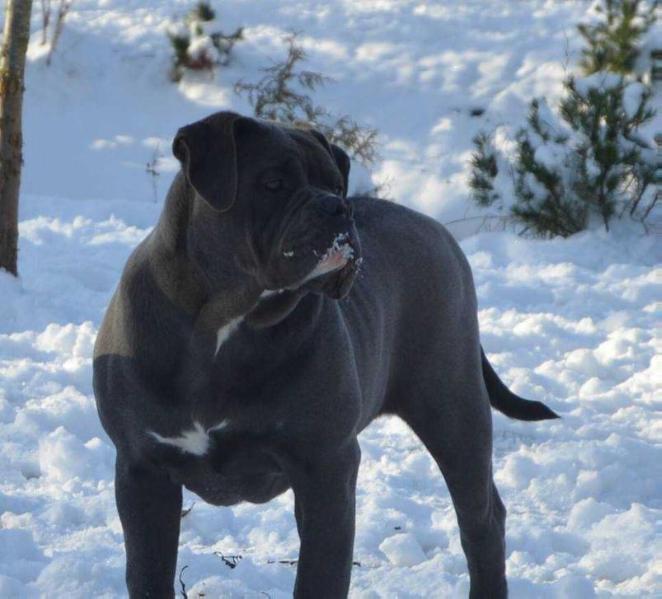 Orbita's Amazing Blue Grace | Olde English Bulldogge 