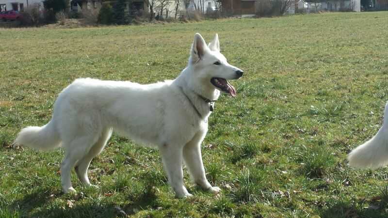 Amy Lou vom Lichtenbol | White Swiss Shepherd Dog 