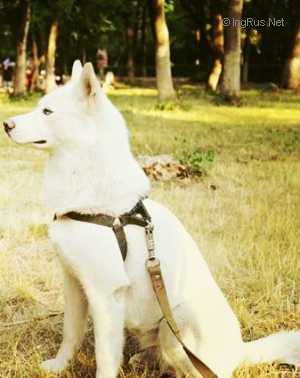 GREYS | Siberian Husky 