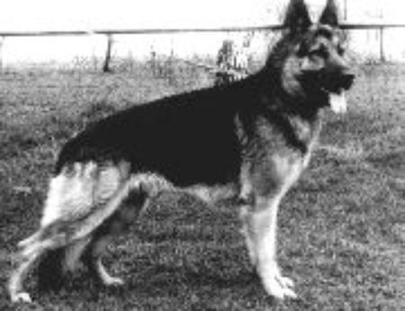 Vanco vom Alexyrvo Hof | German Shepherd Dog 