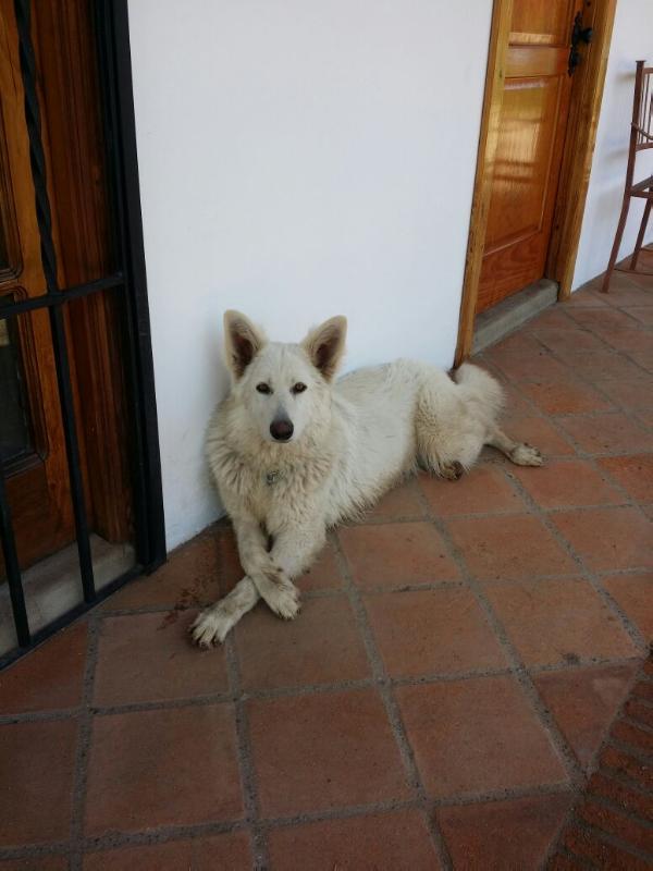 Frozen Whites Amaranta | White Swiss Shepherd Dog 