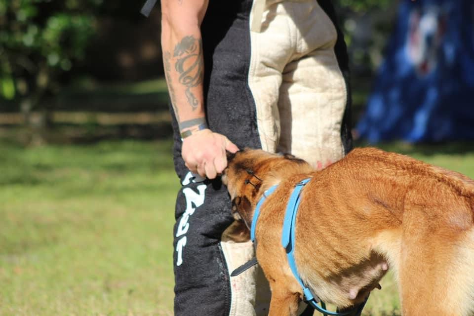 Southernwind’s Narnia De La Cite Des Foucault | Belgian Malinois 