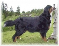 BE MY BABY AV HISELFOSS | Bernese Mountain Dog 