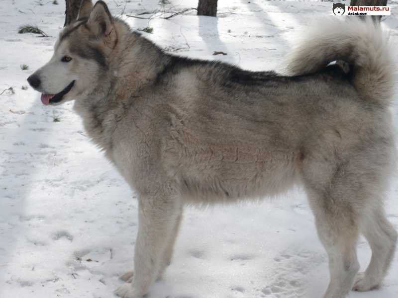 Baya Dneprovsky | Alaskan Malamute 