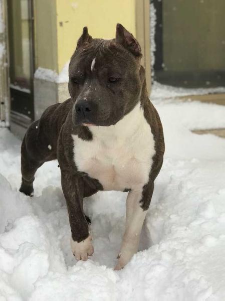 Real Am Staf Stairway to Heaven | American Staffordshire Terrier 