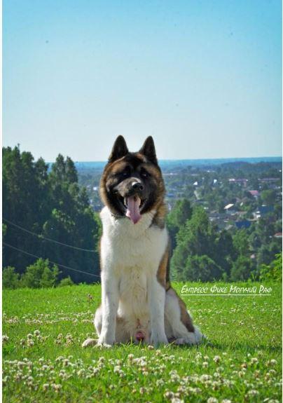 Empress Fike Moguchii Raf | Akita 