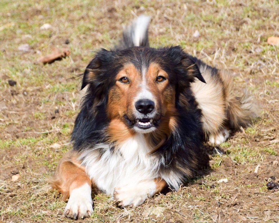 Mill's Harmony Grove Stuart Mill | English Shepherd 