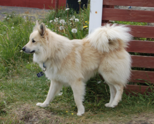 Leirubakka Ljómi | Icelandic Sheepdog 