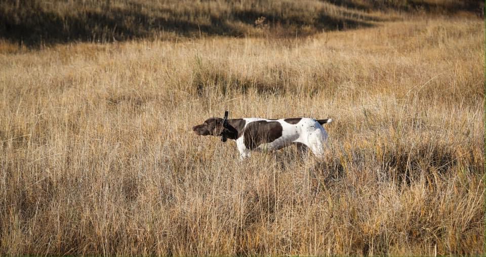 Bella Sofia | German Shorthaired Pointer 