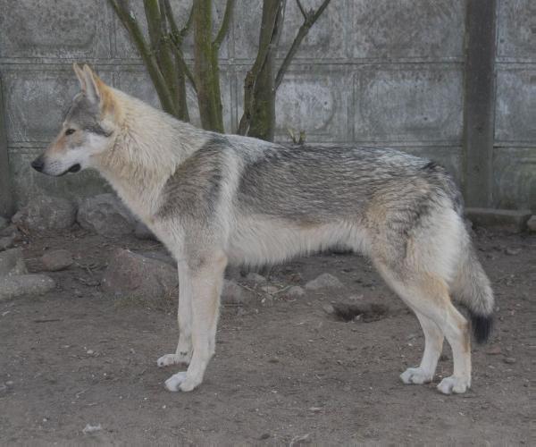 Gaap II z Peronówki | Czechoslovakian Wolfdog 