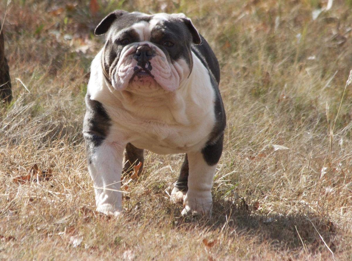 RDD’s Baloo | Olde English Bulldogge 