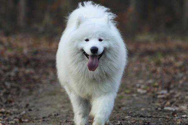 Bal'der from Kel’bin treasure-house | Samoyed 