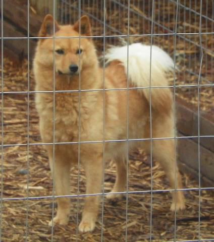 Pikkinokka Kiki's Pixie Dust | Finnish Spitz 