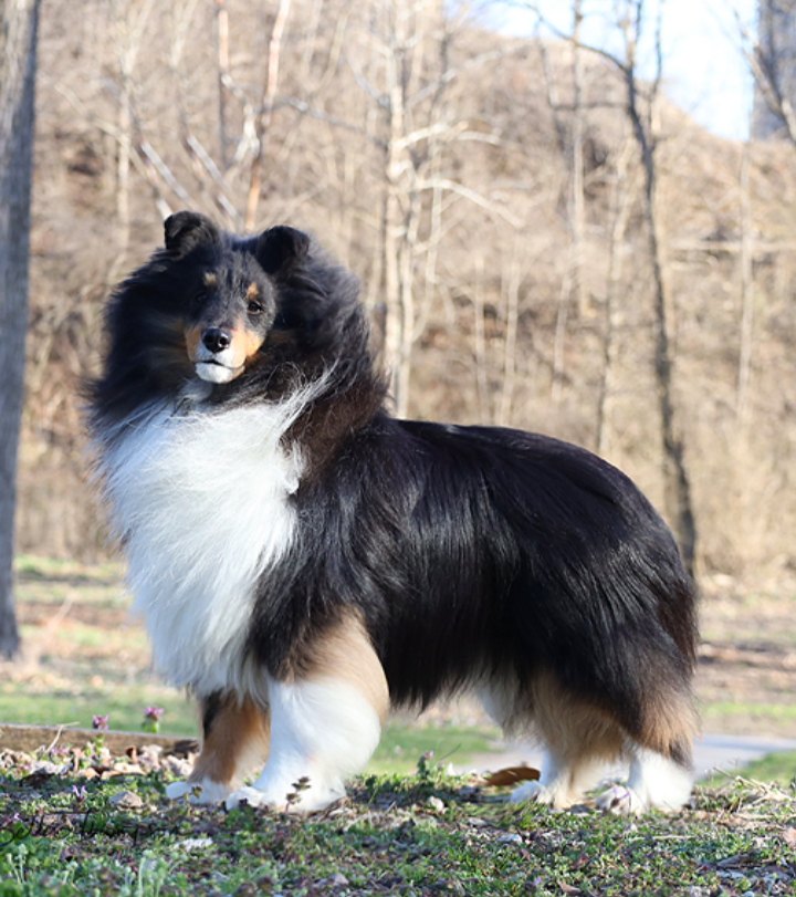 Syringa Paradise Music Of The Night | Shetland Sheepdog 