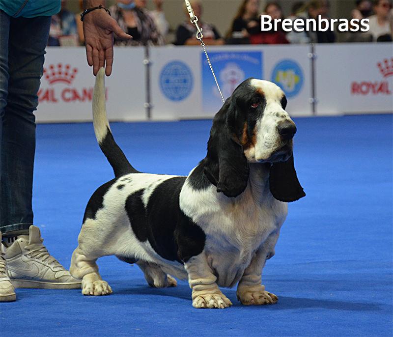 GIOVANNI Galopujaca Fufla | Basset Hound 