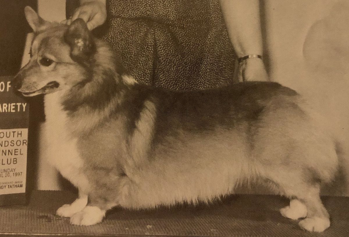 Brnthil Athwin's Jr Of Rugby | Pembroke Welsh Corgi 