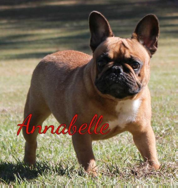 Amazing Annabelle De La Freya Rouges | French Bulldog 