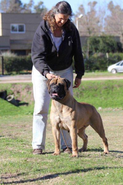 JYF BULL'S ARGENTINA ESPERANZA | Bullmastiff 