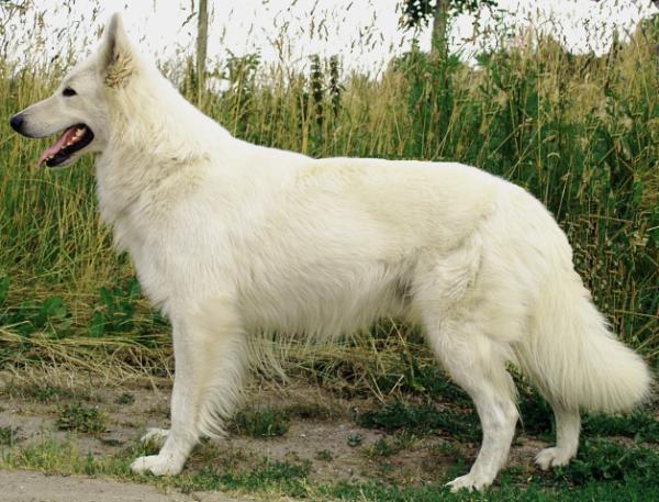 Double Trouble of Sweet Melody | White Swiss Shepherd Dog 