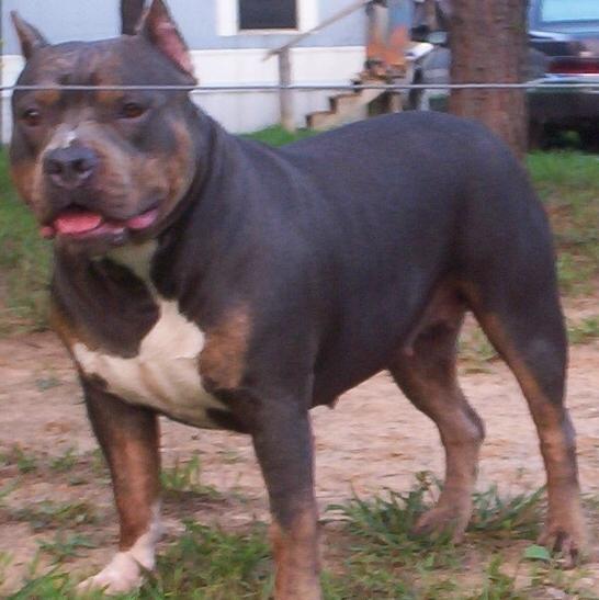 Razor's Edge X-Rated Doubletake | American Pit Bull Terrier 