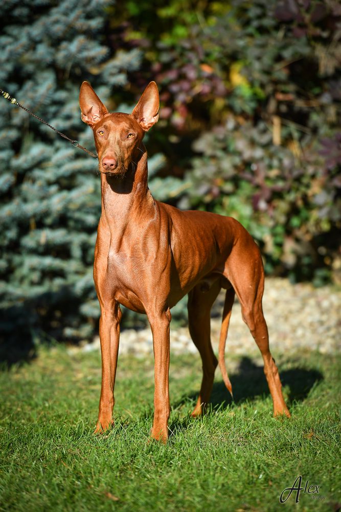 RICHI Storczykowa | Pharaoh Hound 