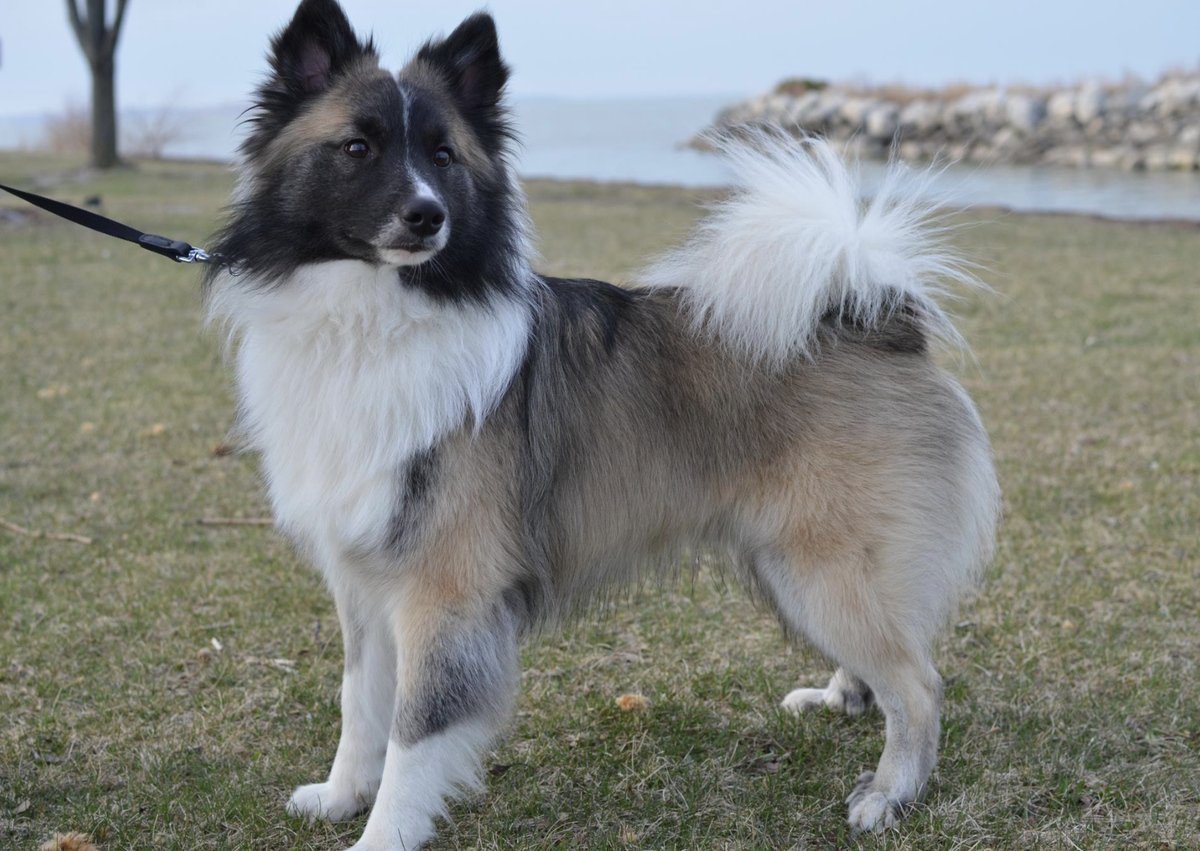 McEremons Crown of Thorns | Icelandic Sheepdog 