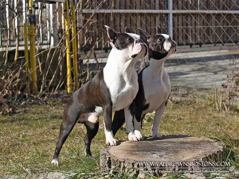 PeJa’s Konfederate Kid @ Valbrown | Boston Terrier 