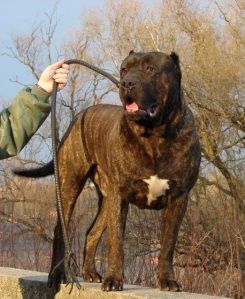 Gorgey-Ore Amigo | Perro de Presa Canario 