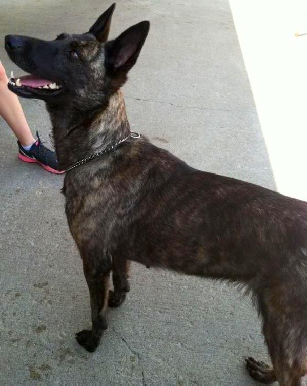 Mena | Dutch Shepherd 