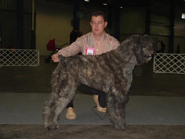 Yaran-Gina v.d. Vanenblikhoeve | Bouvier des Flandres 