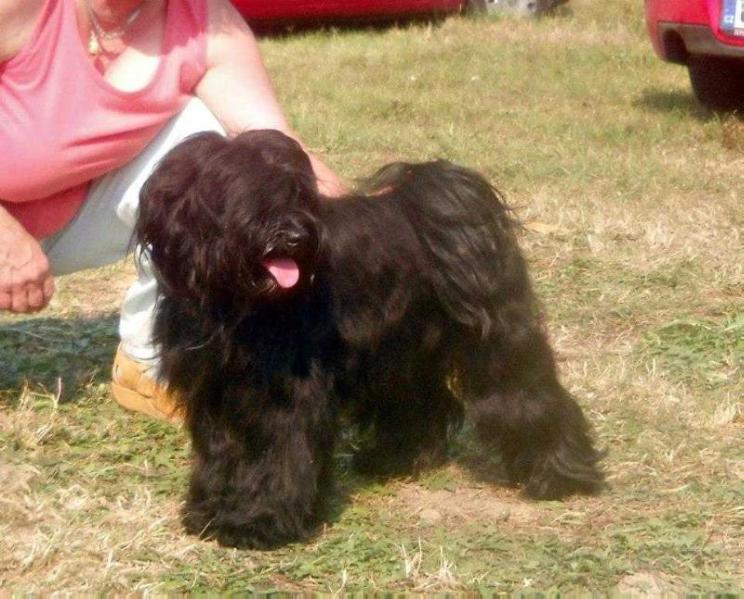 Rozsdas Halasz Miu Miu | Tibetan Terrier 