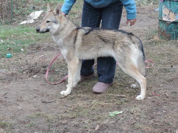 Luxuria Girios Dvasia | Czechoslovakian Wolfdog 