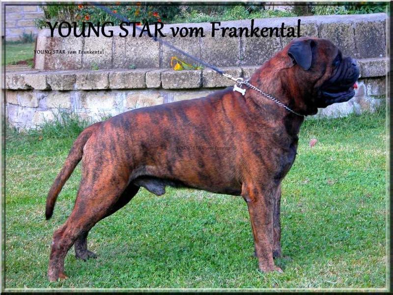 Young-Star Von Frankental | Bullmastiff 