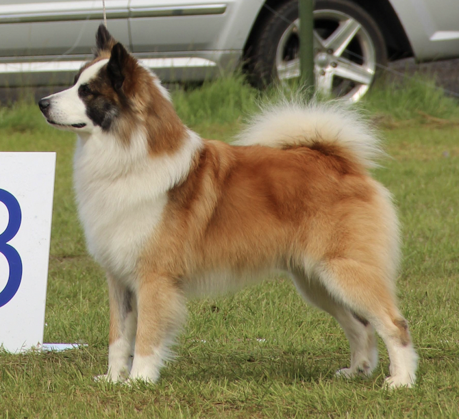 Snætinda Sómi | Icelandic Sheepdog 