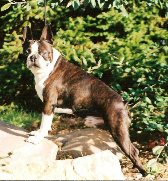 Macaron Du Grand F. | Boston Terrier 