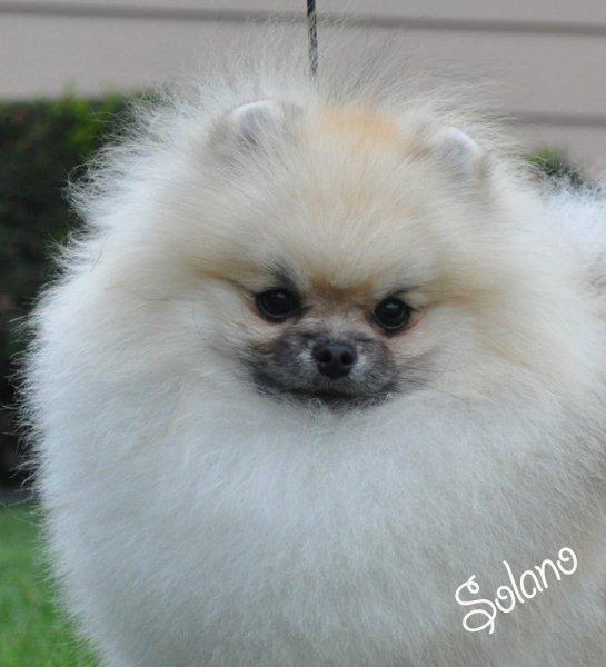 CR Mini Cooper | Pomeranian 