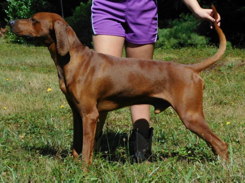 Rimfire's Goldenboy | Redbone Coonhound 