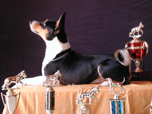 Phill collins | Basenji 