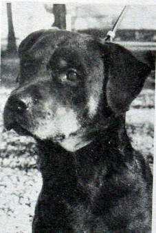Gina vom Ingenhof | Rottweiler 