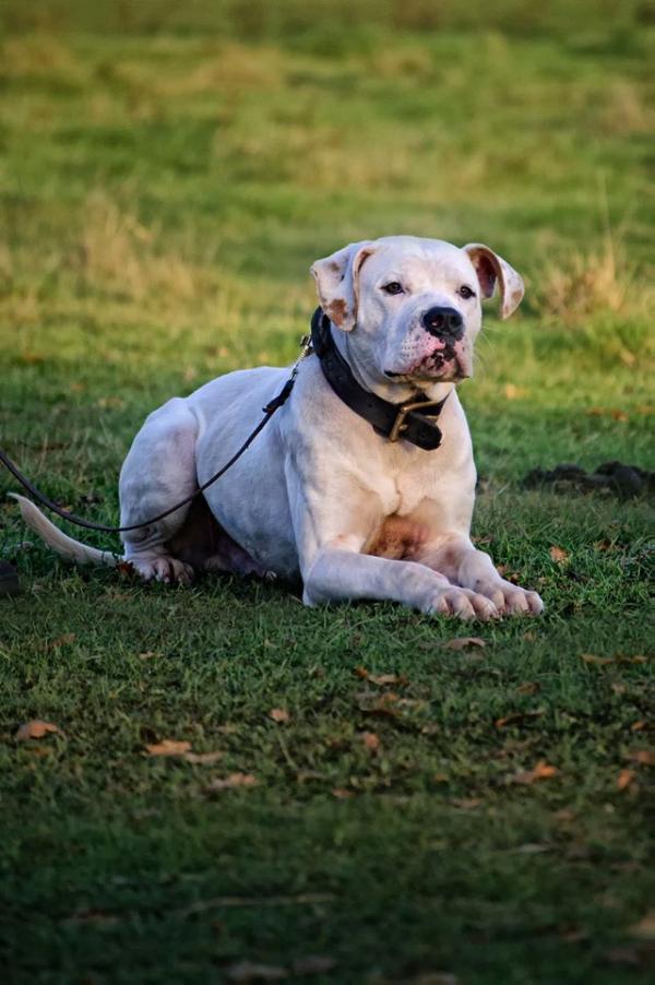 Bullvisions Lone Ranger | American Bulldog 