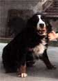 Monostorerdei Avar | Bernese Mountain Dog 