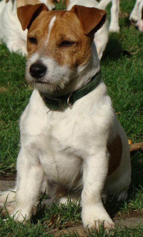 Southjack Pepper | Jack Russell Terrier 