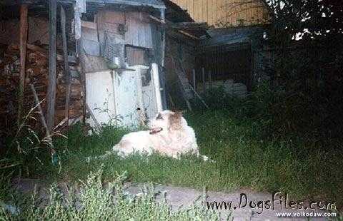 Sara Braich Beizhano | Central Asian Shepherd Dog 
