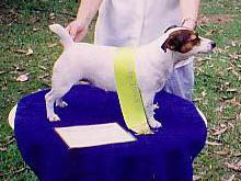 Gayregal Brooke | Jack Russell Terrier 