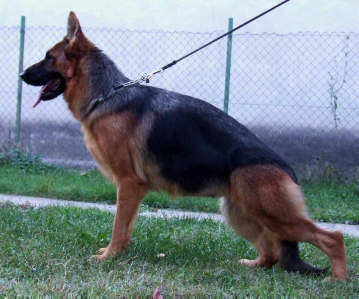 Wiva Topolovnicka | German Shepherd Dog 