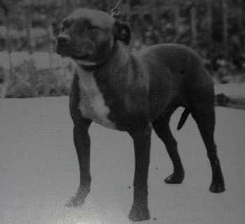 Brinstock Challenger | Staffordshire Bull Terrier 